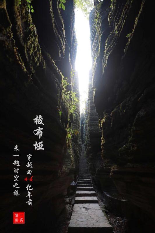 黄鸟逃生